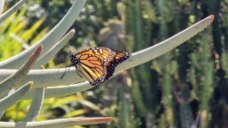 GC-Parque Botanico de Maspalomas 2025-088.jpg